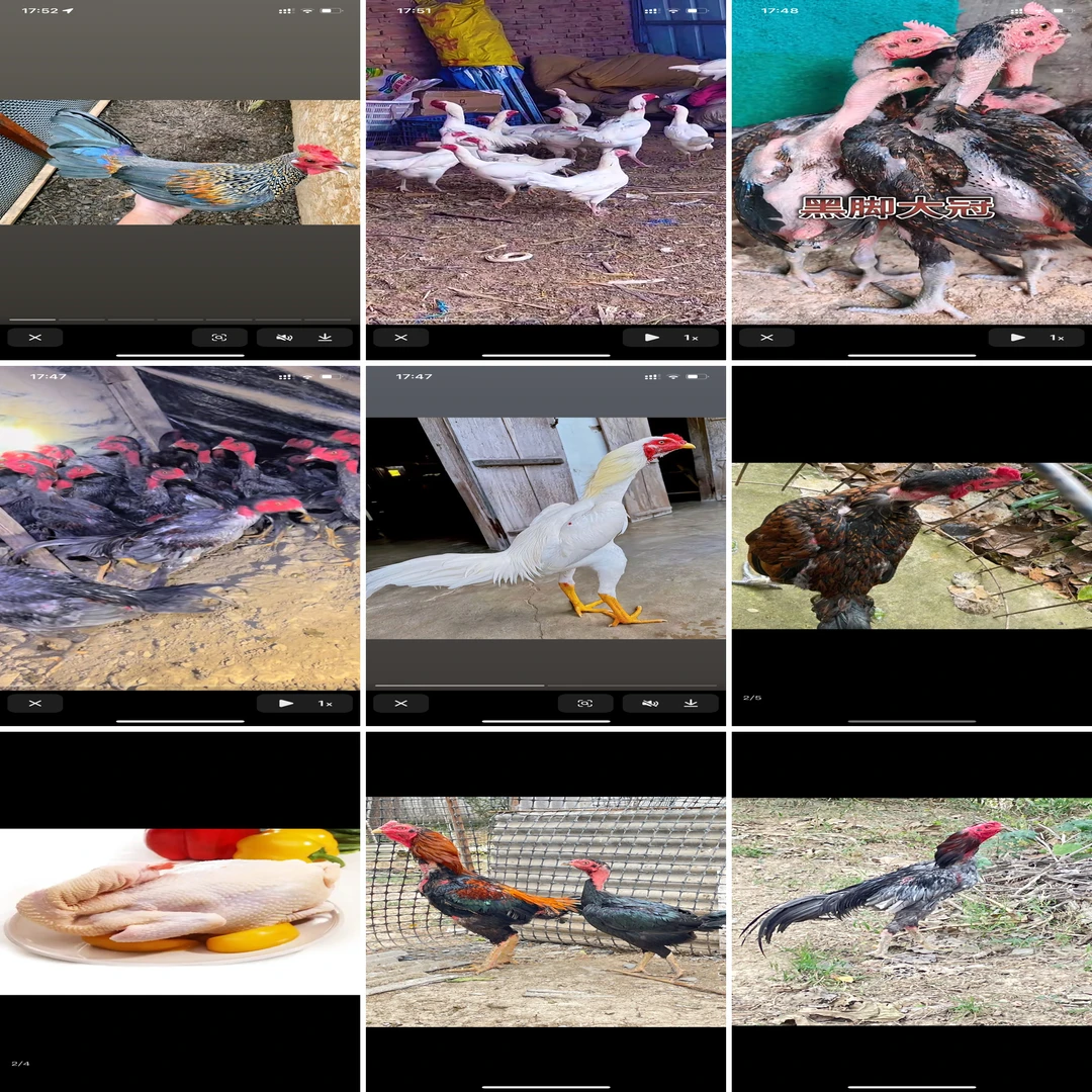 肉鸡越泰中越中原未效鸡小嫩鸡缅鸡泰鸡功夫鸡面毛鬼公鸡母鸡