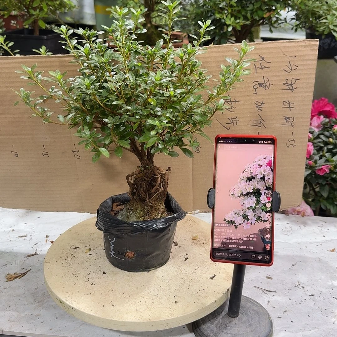 完全开放明美之月杜鹃花
