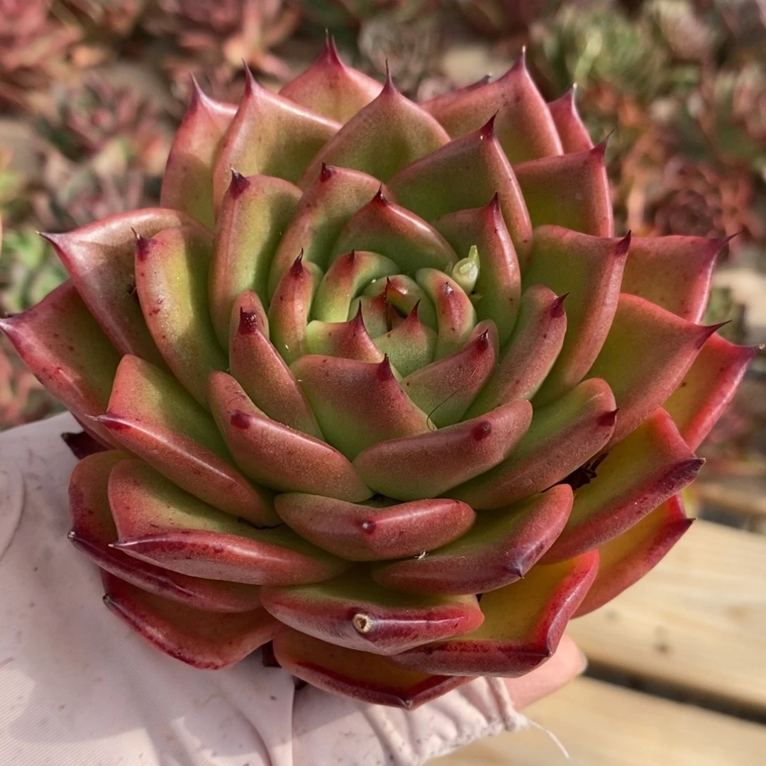 无花朵281 号东云系多肉植物