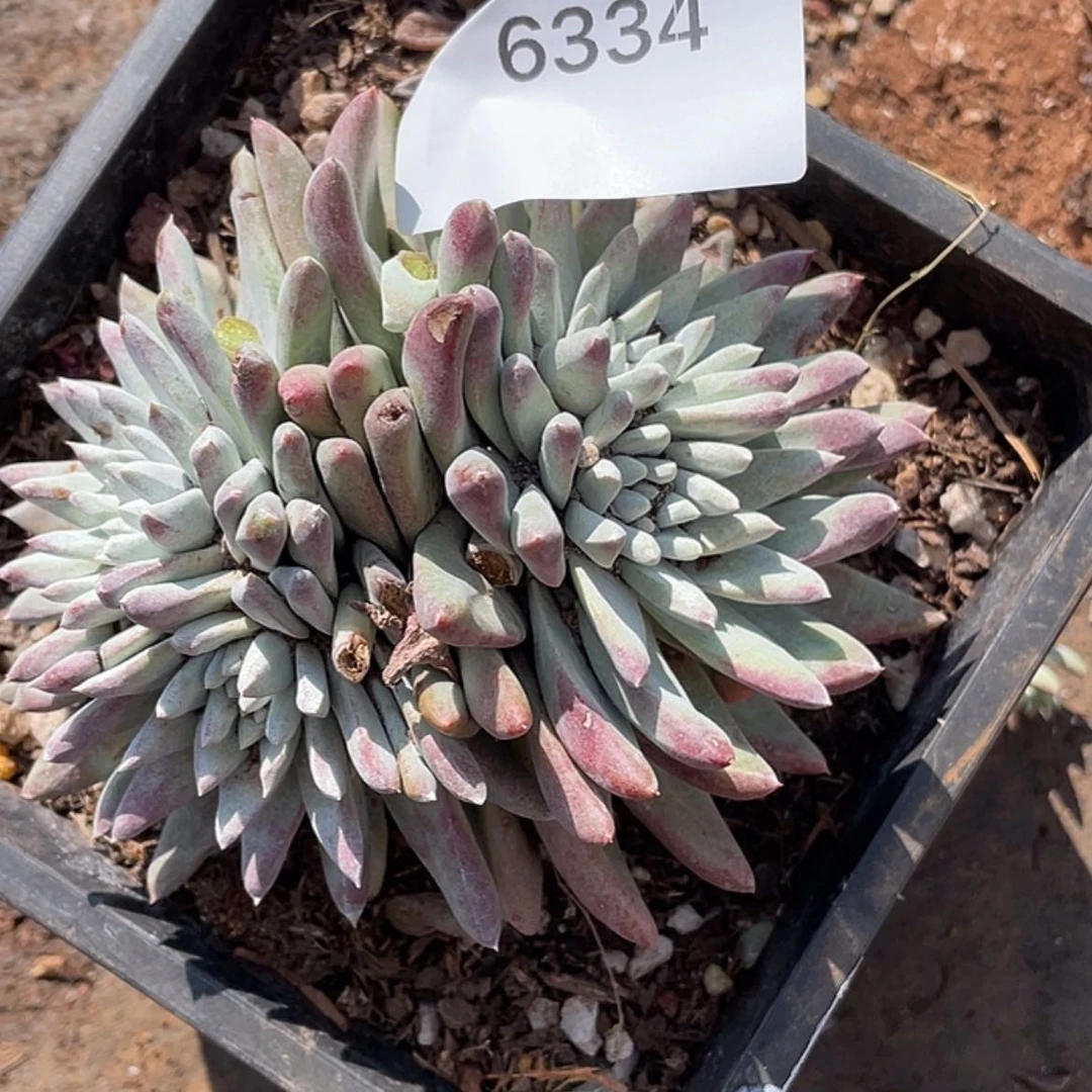 【闪购商品】白姆白姆