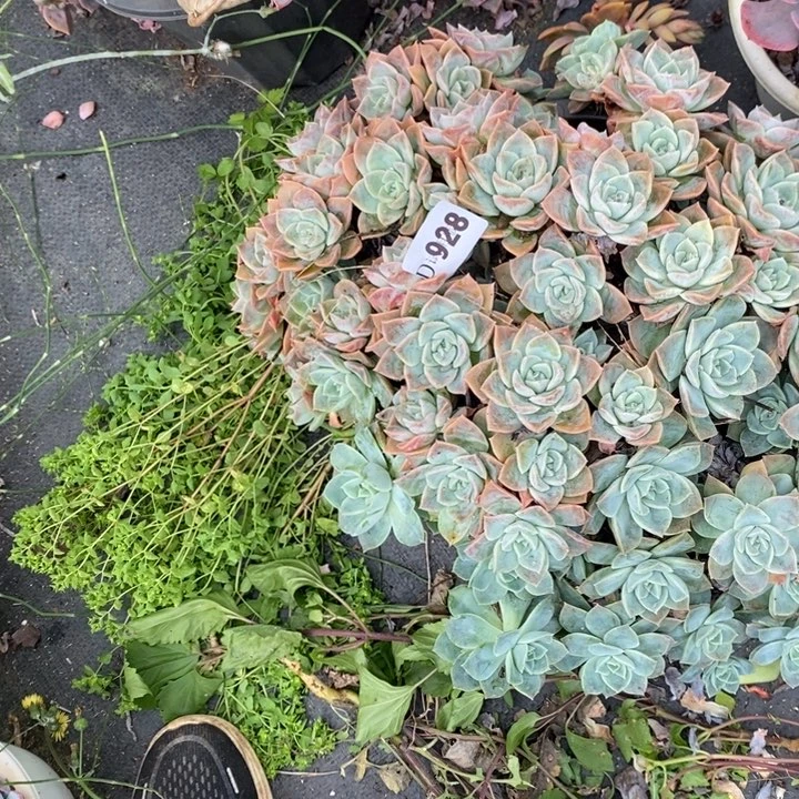 肉***女928哈利多肉植物多肉