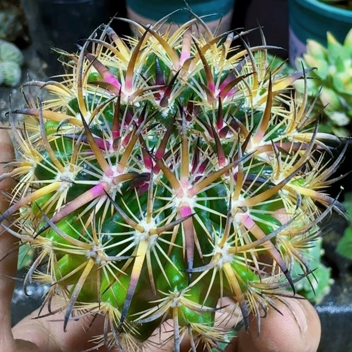 福利苗接粗密刺虎爪