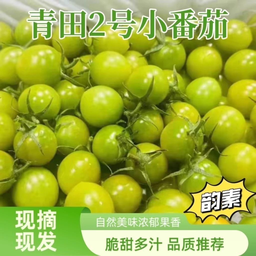 D顺丰包邮青甜2号小番茄产地直发新鲜多汁水果