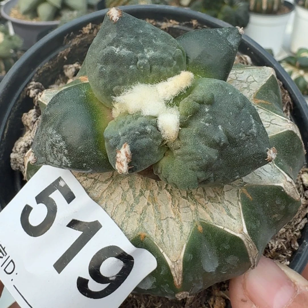 【闪购商品】大尤村主怒涛519