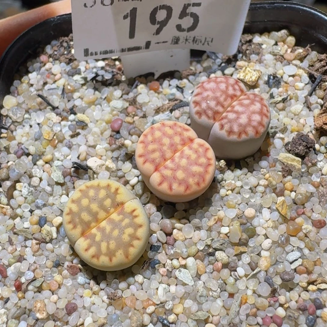 Ssssss便宜清货出195