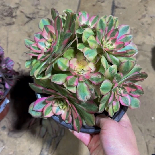 倾城掐心9.9多肉植物