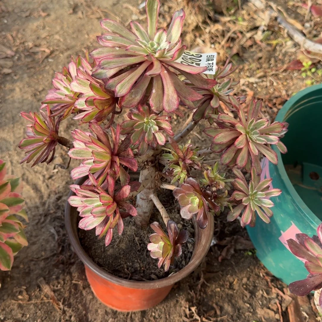 法师紫霞3958 19-15