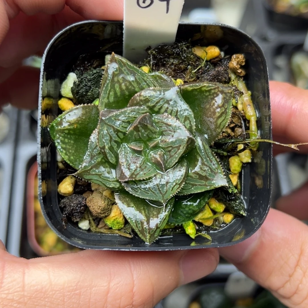 64寿一物一拍。。。。