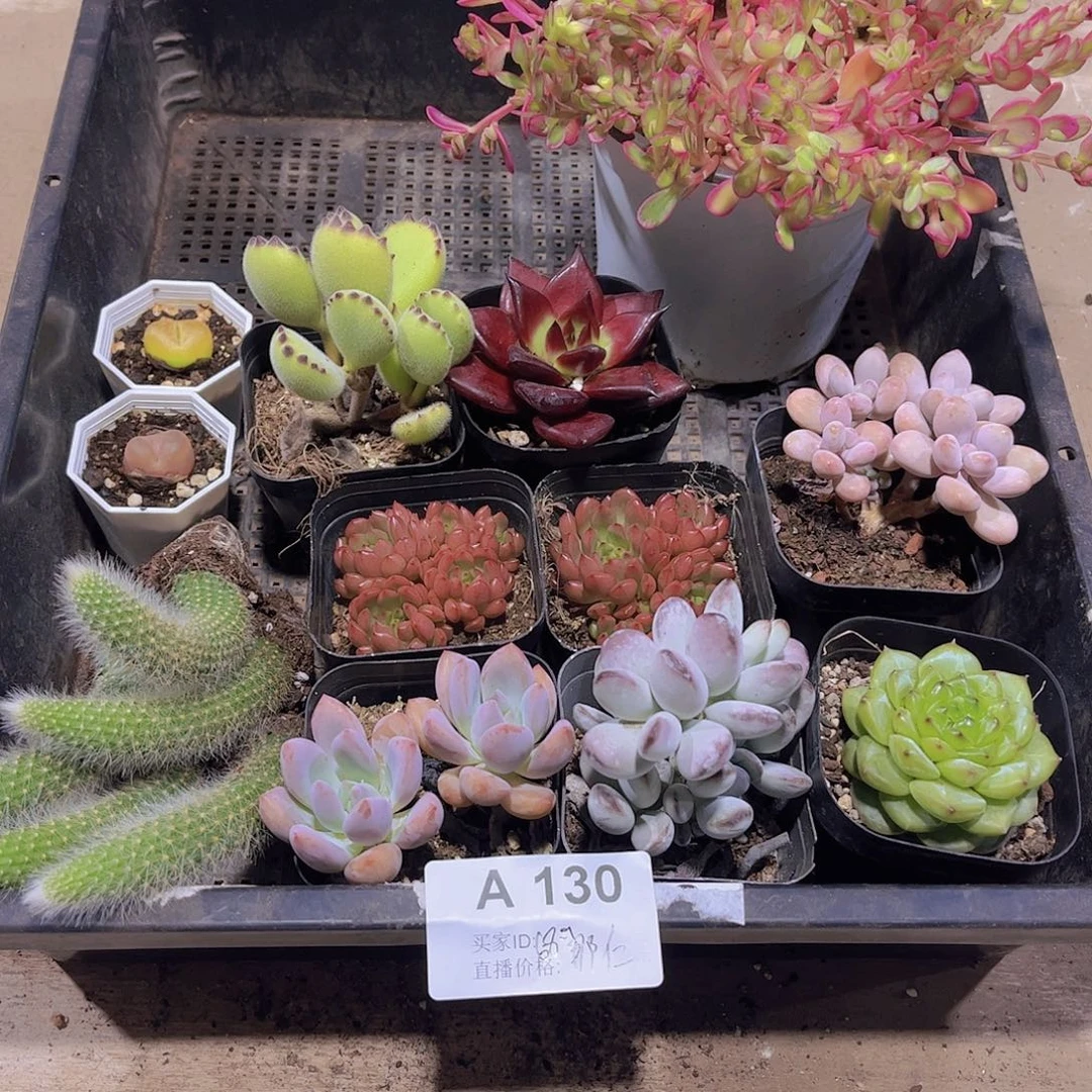 多肉130多肉植物1