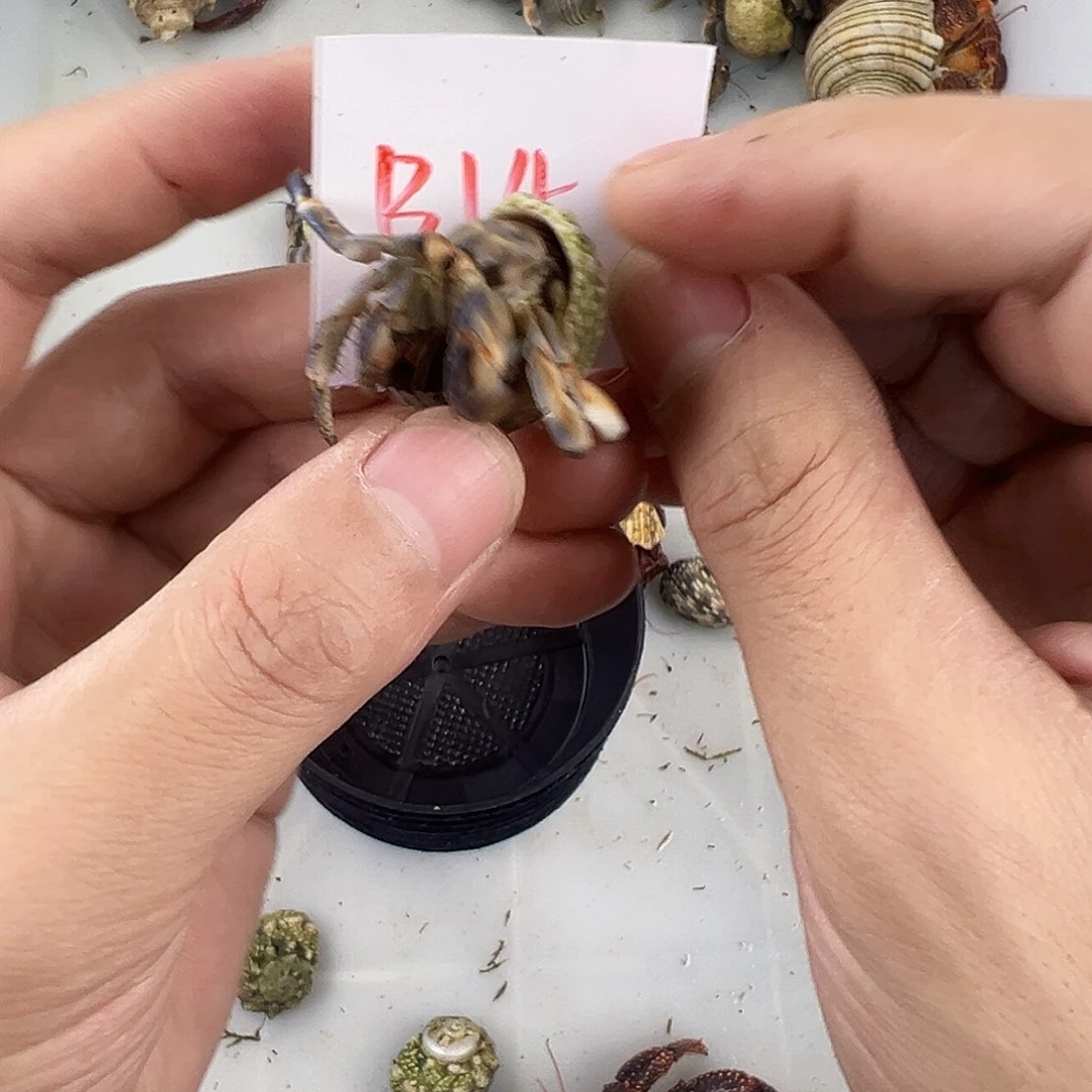 寄居蟹快来竞拍吧