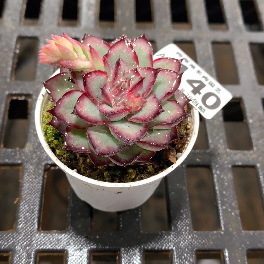 肉萌萌拇指盆精控多肉AA140