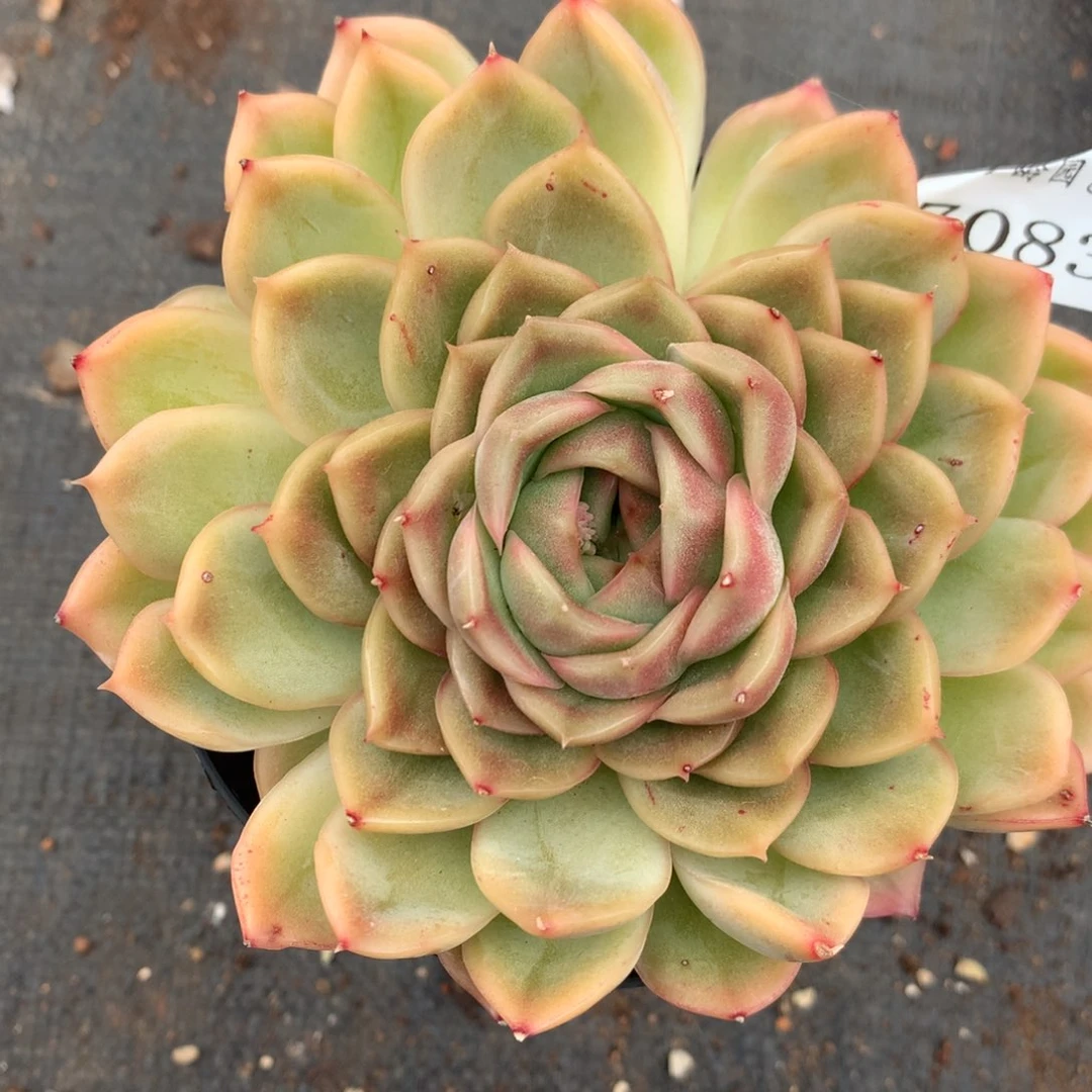 7083杂交多肉植物