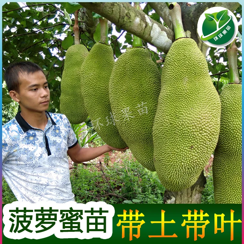 菠萝蜜苗 印尼红 一号菠萝蜜 红肉菠萝蜜苗 黄肉菠萝蜜苗