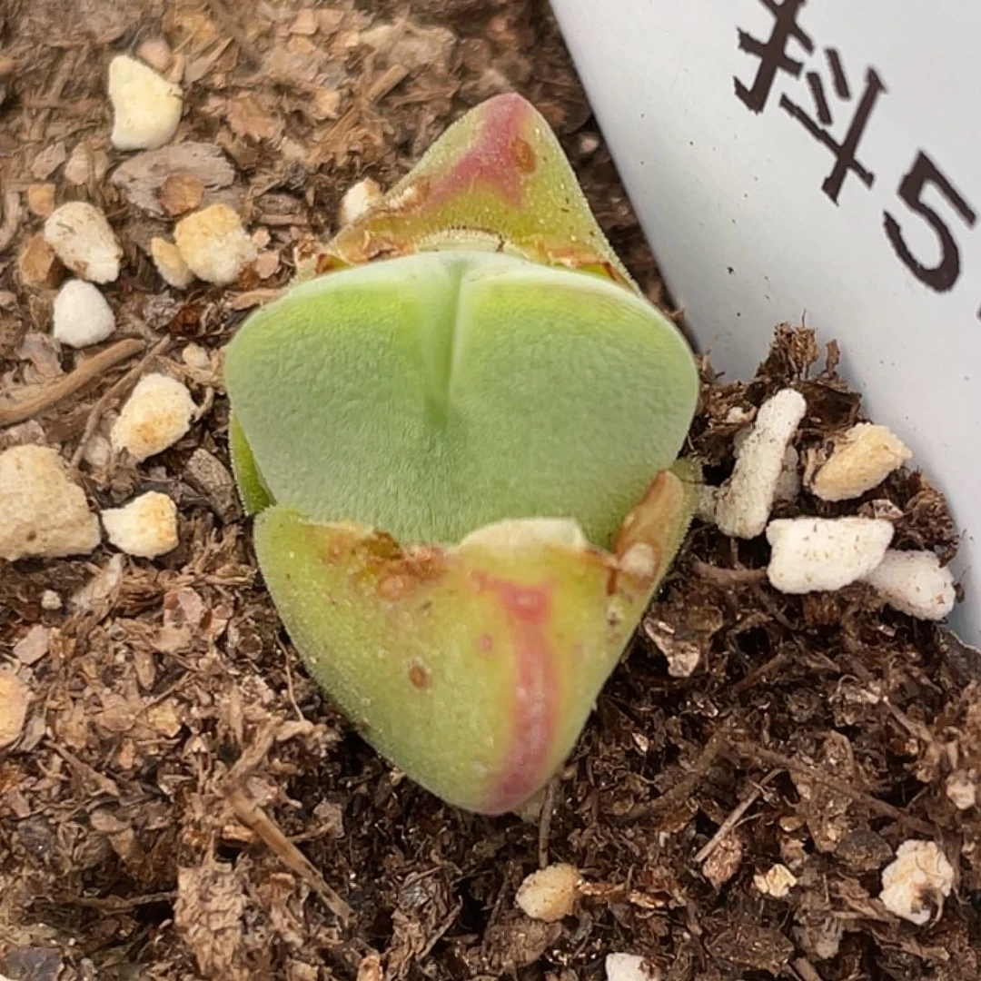 5-108毛将苗多肉植物