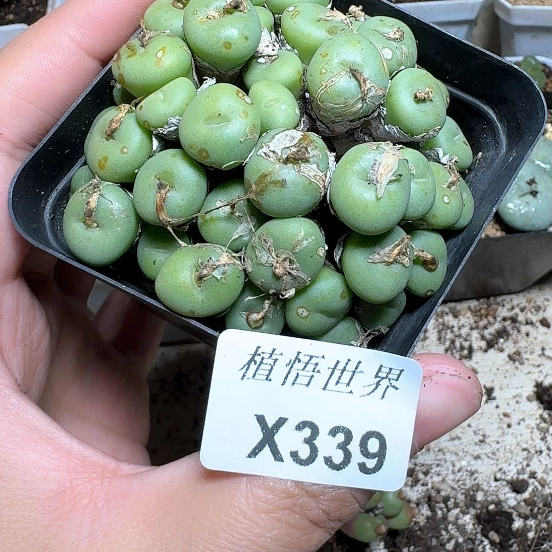 339号多肉植物哇c v