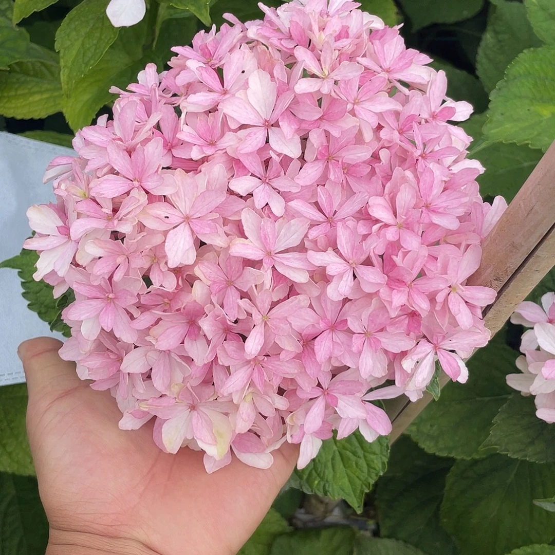 绣球切花一物一拍3枝包邮，46