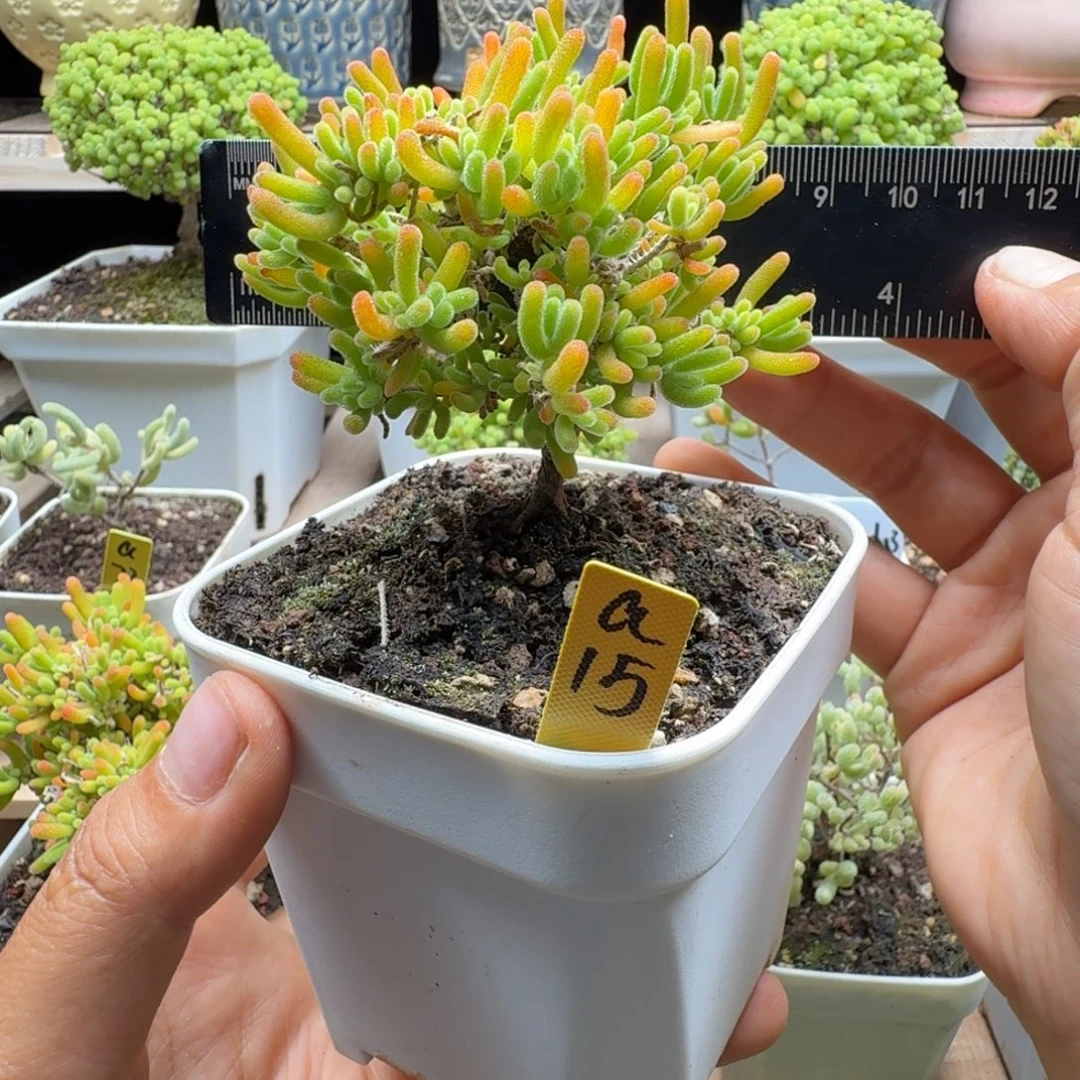 a15号荧光兔冠服7厘米左右