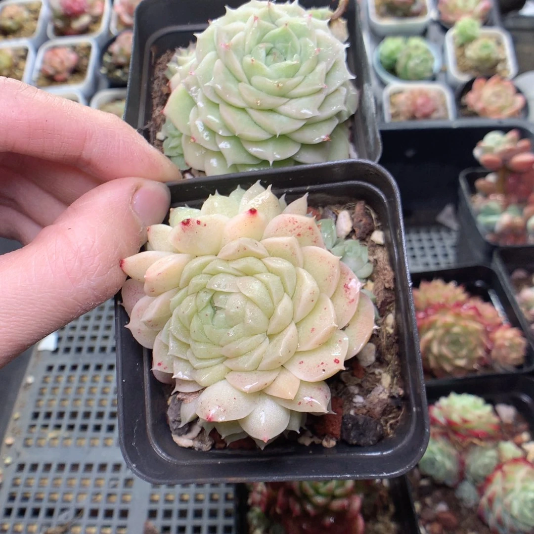 X125y y y y y y y y y y y