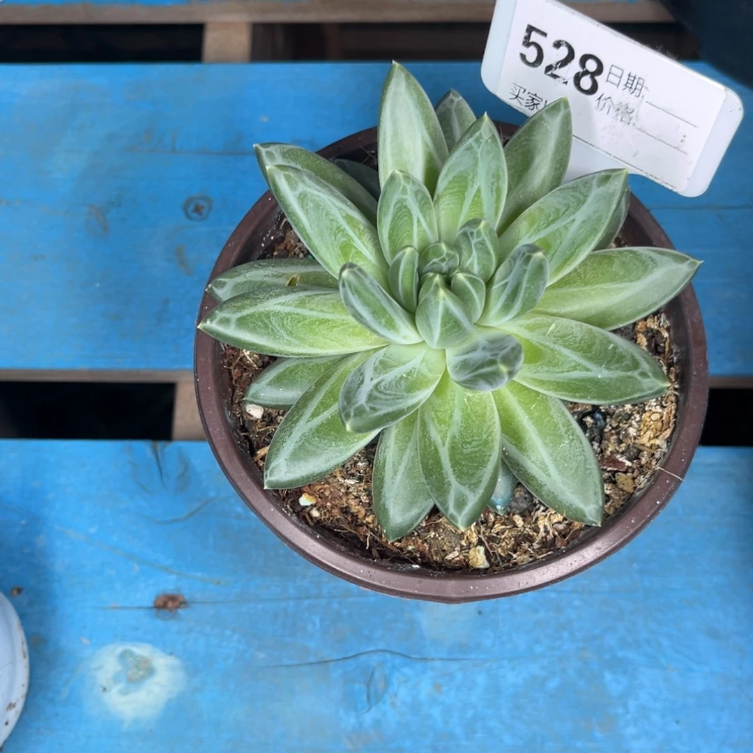 青花瓷多肉植物528