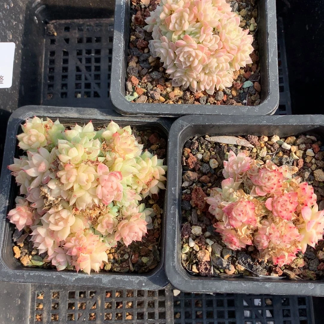 1213-33 麦秆套餐