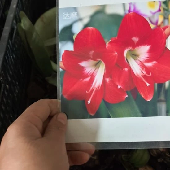 当前无花朵，栽培后可花朵达摩3厘米裸根球