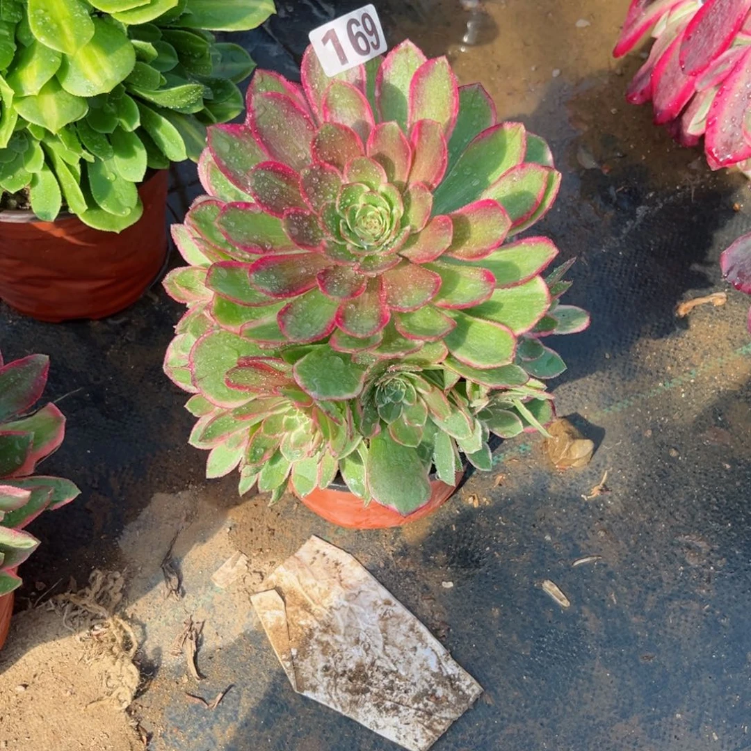 169粉花妖手捧多肉法师量