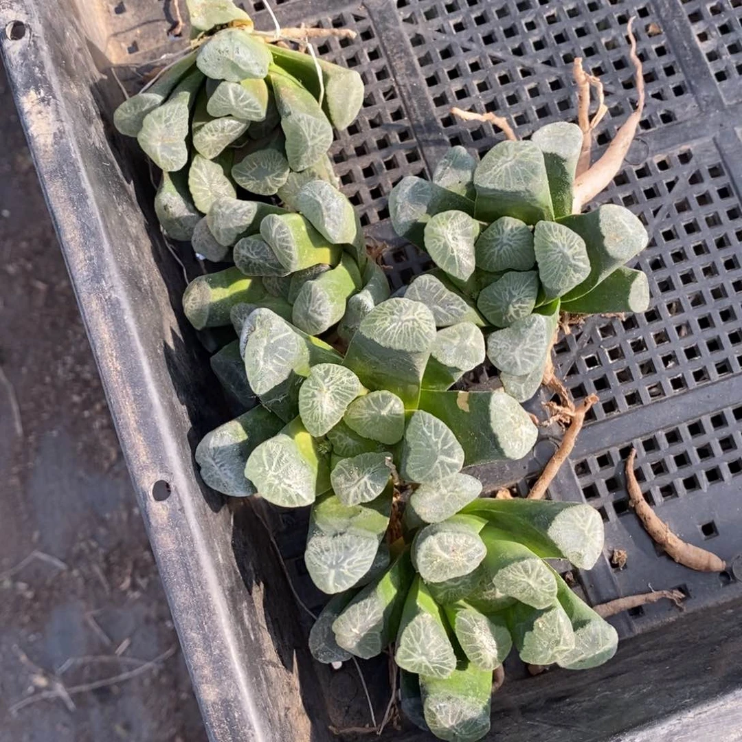 16149 一颗大南天门万象苗 超级618福利。