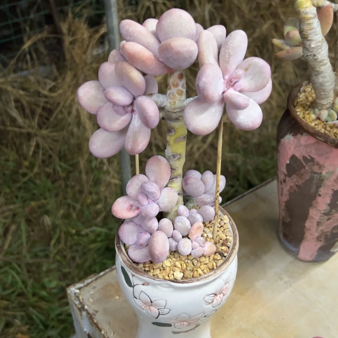 大叶奶38 零零多肉植物