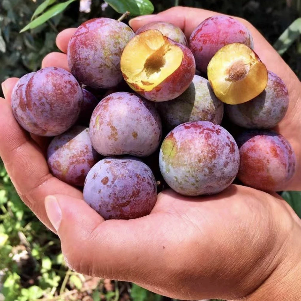 顺丰包邮正宗四川高山珍珠脆李 樱桃小李子 当季新鲜水果