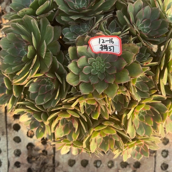 永***）莲花座多肉法师不包损37