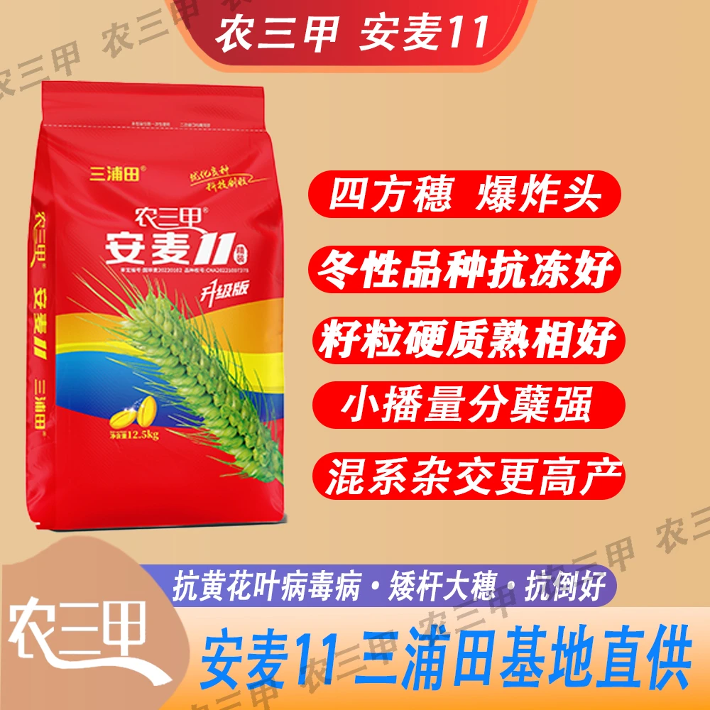 农三甲安麦11（辰科 李霞）矮杆大穗 高产耐旱产量高