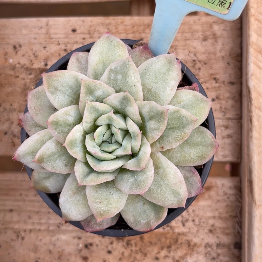 云尘多肉一物一拍322