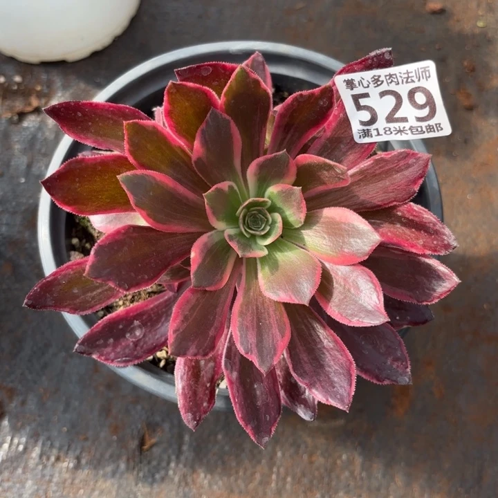 ?****?529浣纱掌心多肉法师锦不包侧枝断枝