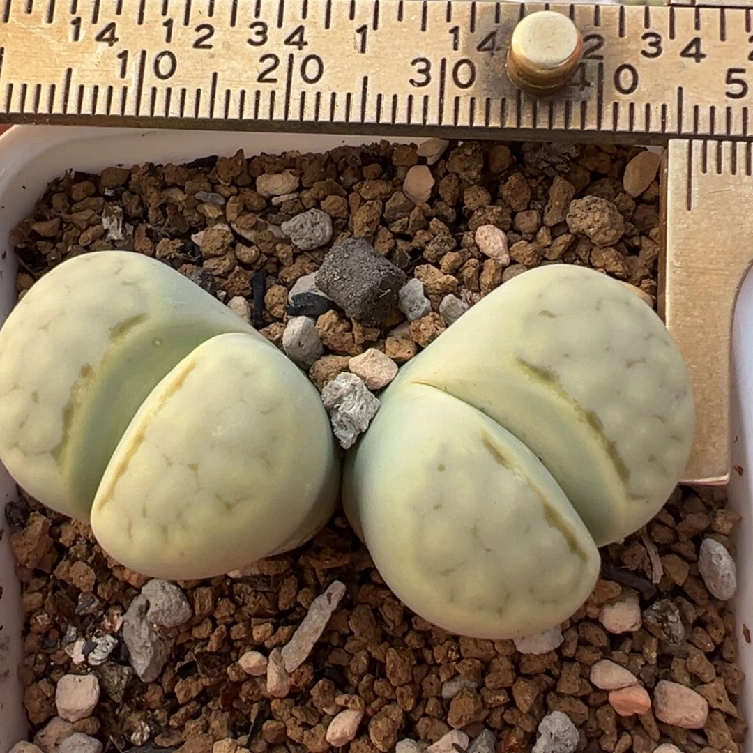 绿嘴母本带盆多肉植物百科