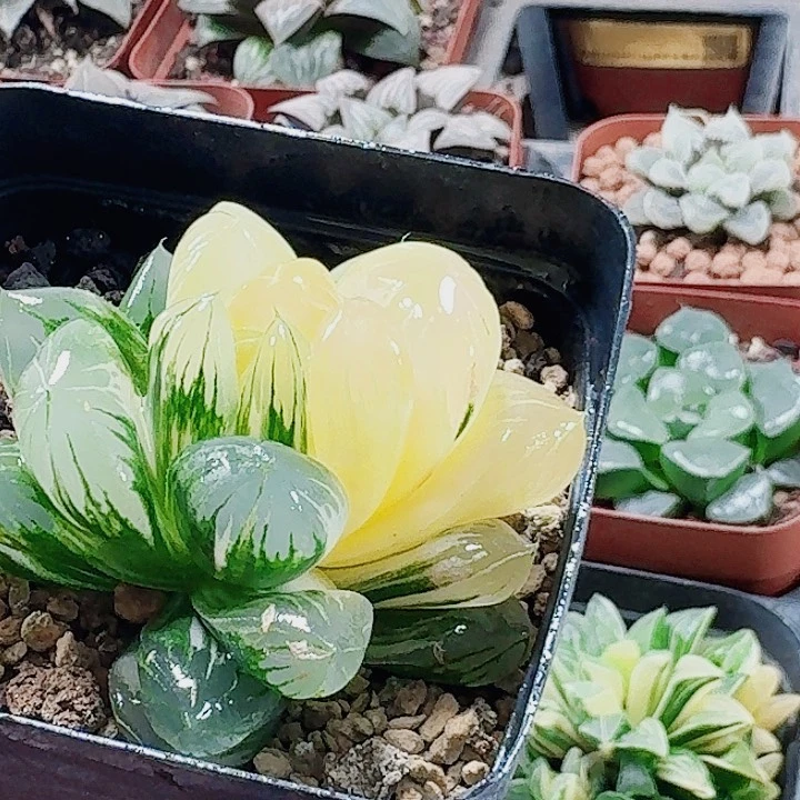 无花朵十二卷实生冰灯锦福利