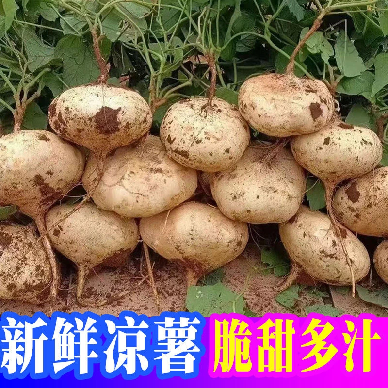 正宗广西沙地凉薯白地瓜老品种凉薯清甜似水果如地下的新鲜地萝卜