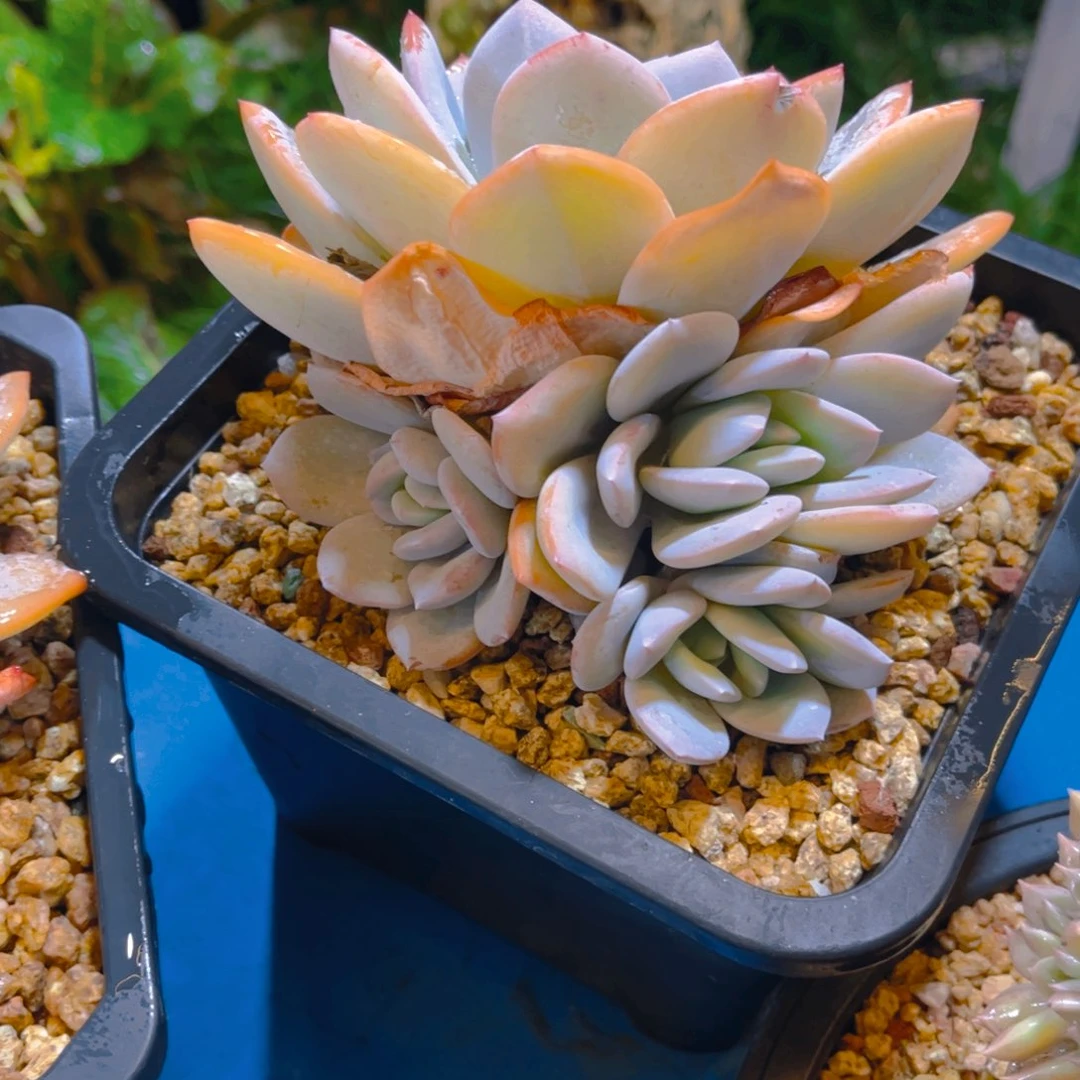 跳***虫多肉植物保护研究所