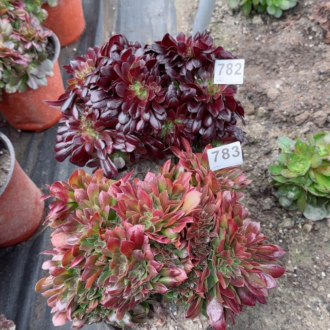 782783多肉植物两棵