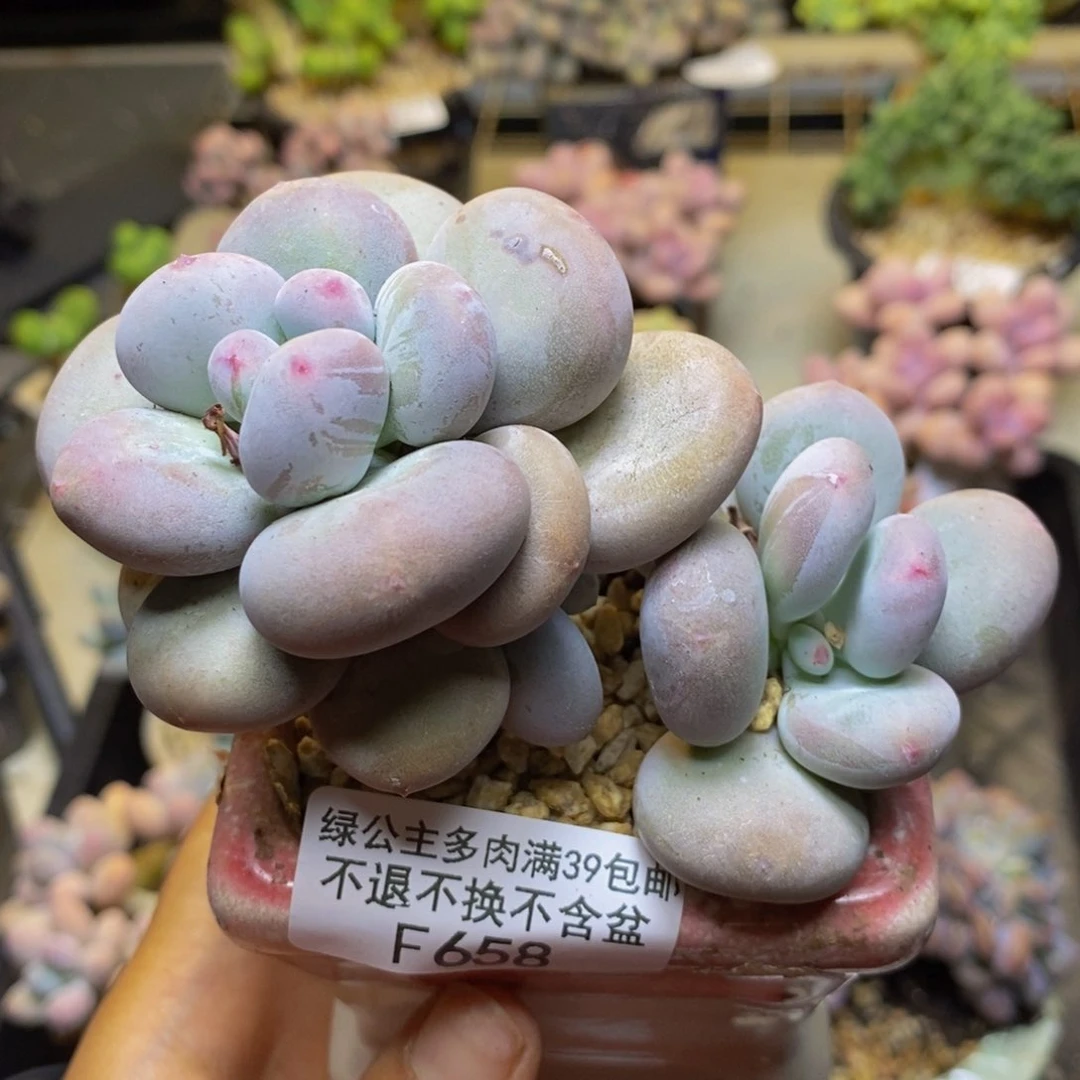 658大叶奶多肉8cm