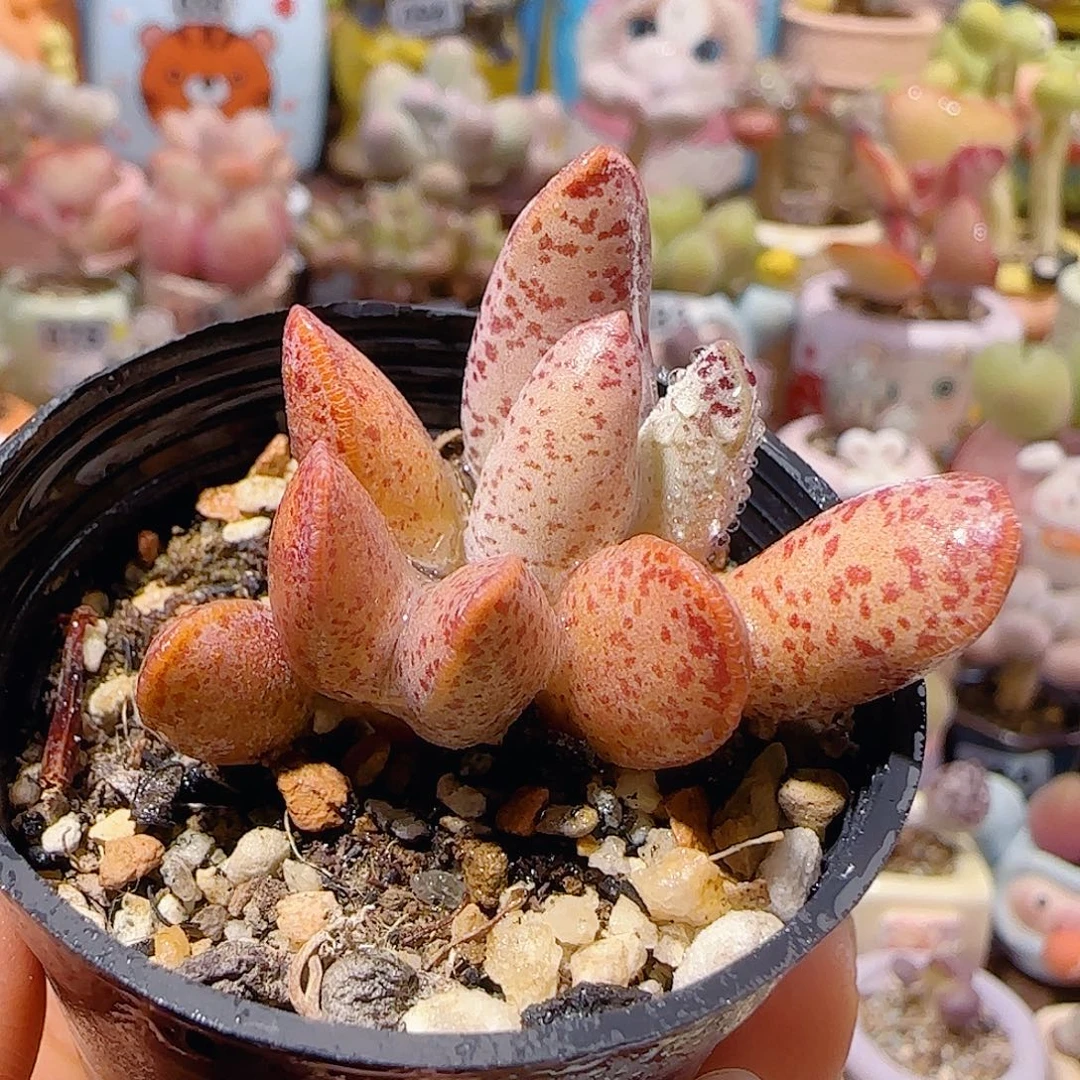 T水泡特白紫盆口5cm