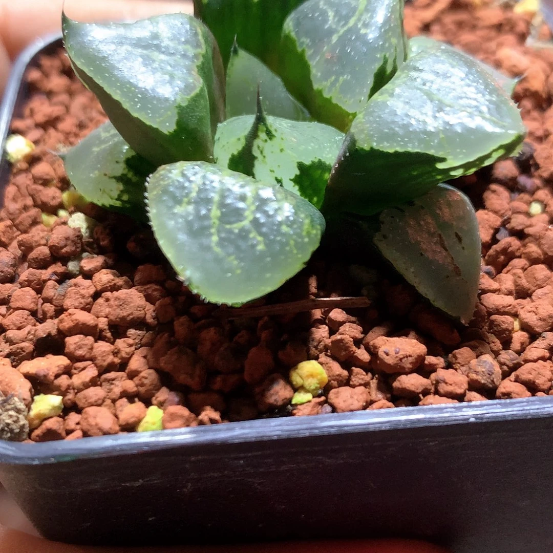实生裹克 尺寸4.8cm