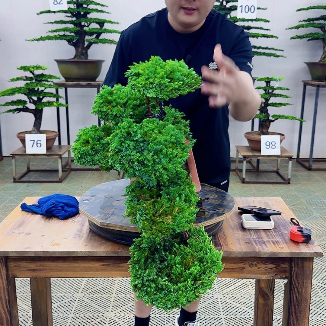 无花朵柏树造型盆景