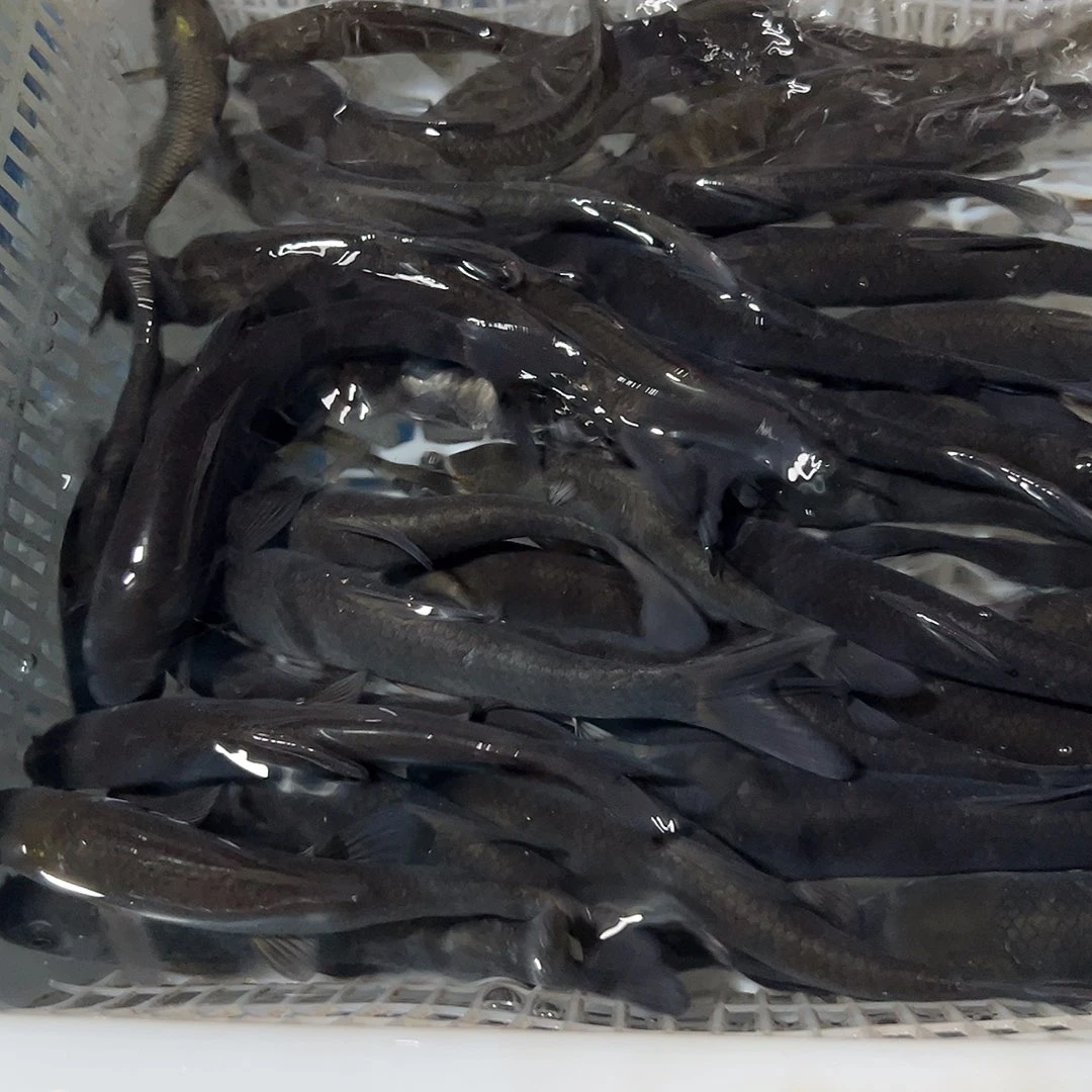 30条10-13规格青鱼