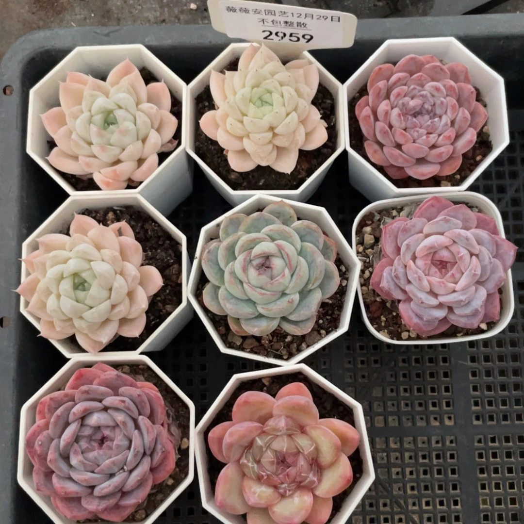 不包整散 盆子不售后2959