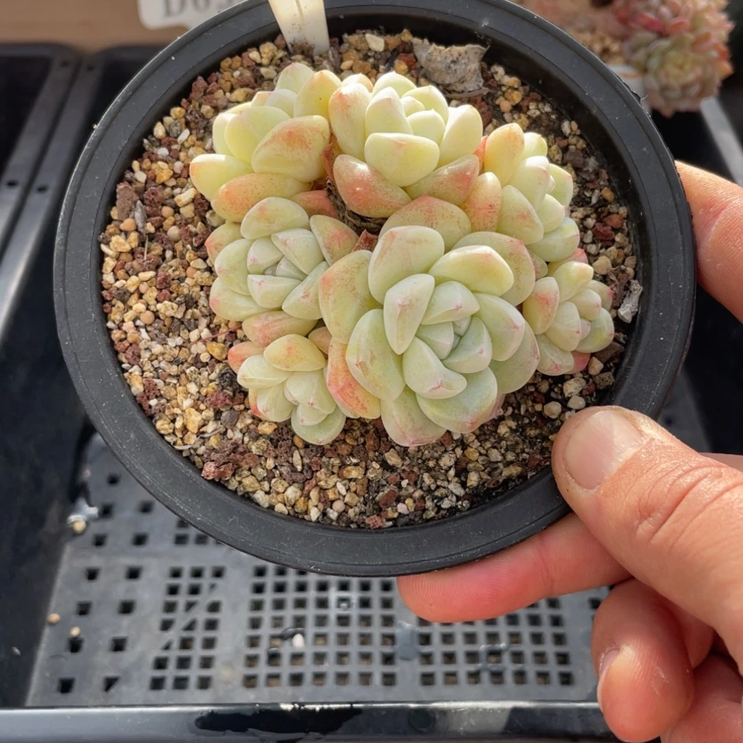 0336冰玉不带盆9厘米