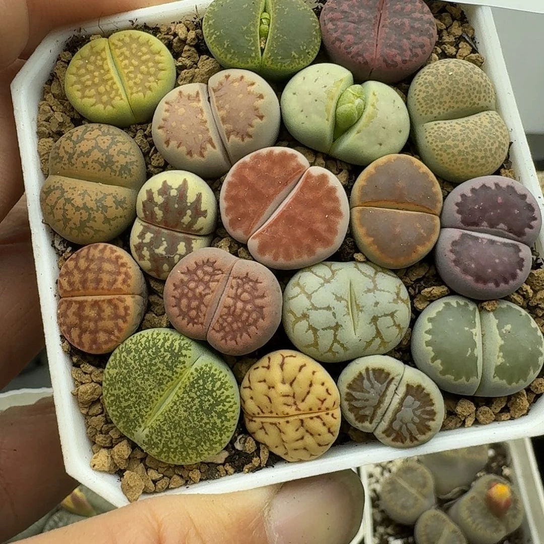 209多肉哈哈哈哈哈哈哈脱土发