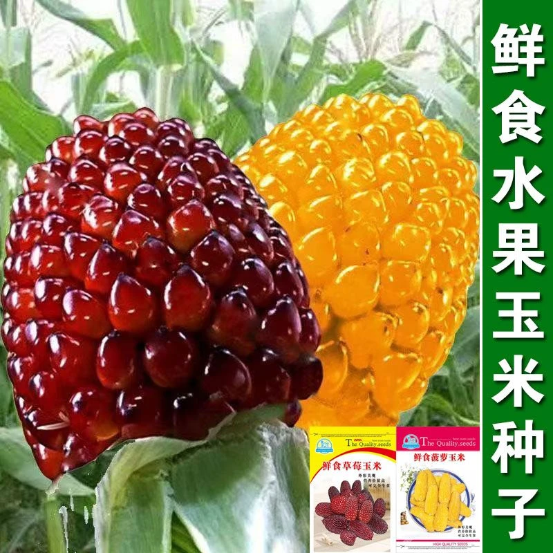 草莓玉米种子菠萝玉米种子鲜食可生吃四季抗病超甜糯水果玉米种子