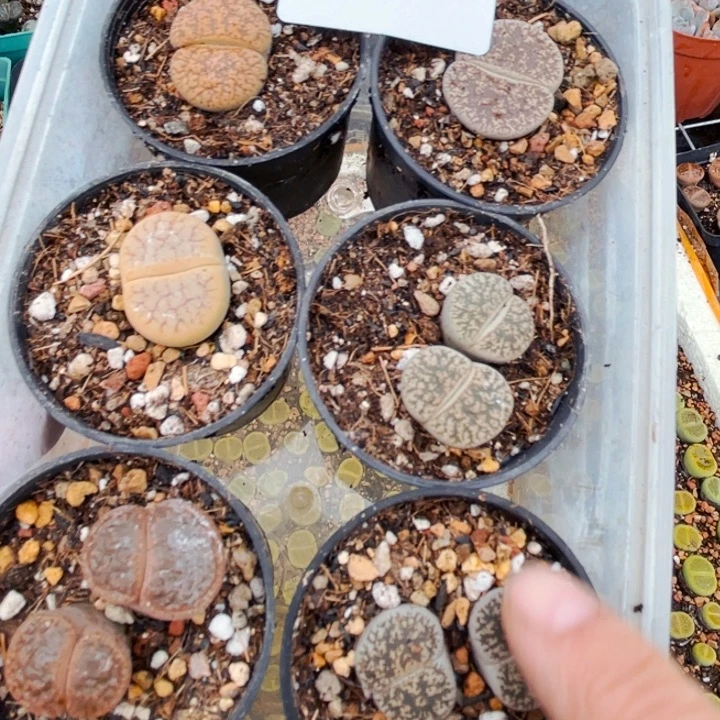 538大母本6盒带盆