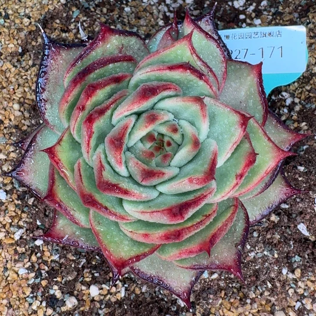 从前慢多肉精选编号1227.171