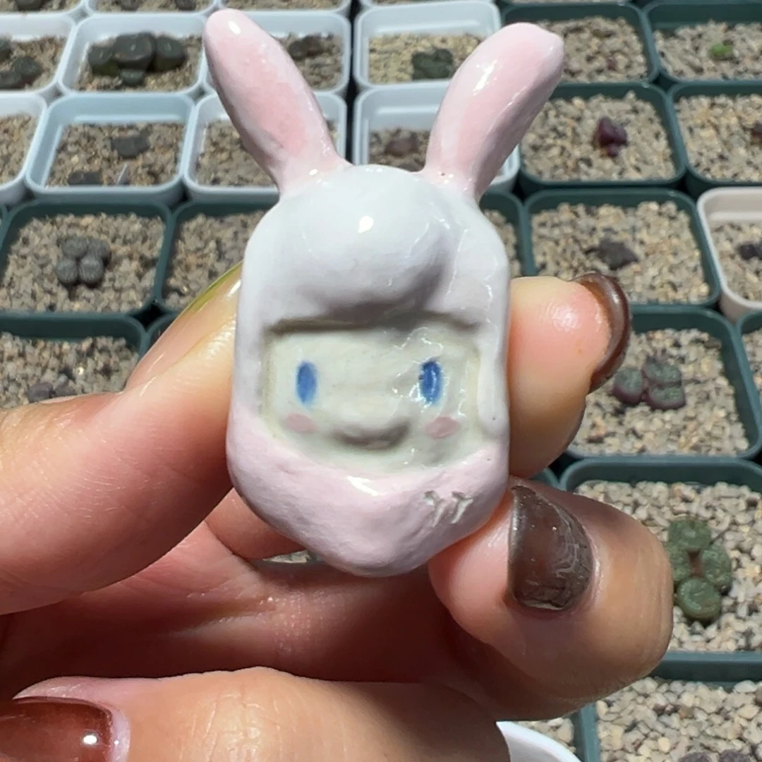 绵***糖全满c1豹纹安贞多肉